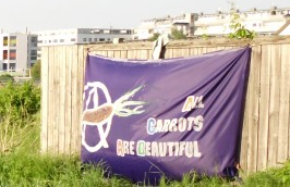 all_carrots_are_beautiful